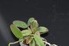 Cattleya Pittiae x Cattleya schilleriana