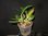Cattleya leopoldii "Black Prince" x Cattleya aclandiae