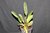 Cattleya Whitei (C. warneri escura x schilleriana dark)