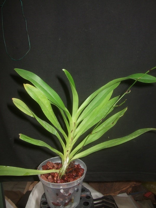 Rare Angraecum calceolus orchid plant FS 