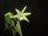 Dendrobium officinale