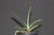 Renanthera angustifolia