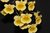 Dendrobium aggregatum (lindleyi)