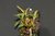 Dendrobium christyanum
