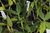 Cattleya dormaniana coerulea x semi-alba