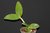 Cattleya amethystoglossa prima x coerulea