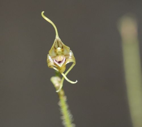 Porroglossum spec Peru