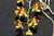 Bapstiella uhlii x Cohniella (Oncidium) coloratum