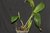 Cattleya jenmanii var. coerulea