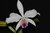 Cattleya lueddemanniana semi-alba